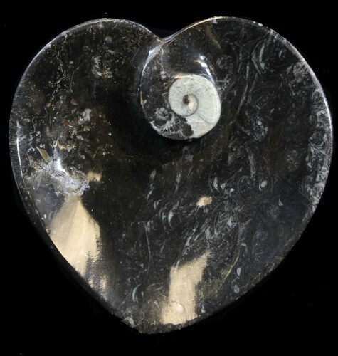 Heart Shaped Fossil Goniatite Dish #39294